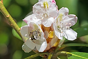 Bumblebee Pollinating a Rhododendron Flower