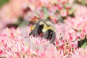 Bumblebee Pollinating Sedum