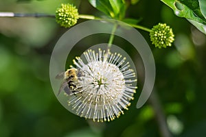 Bumblebee Pollinating a White Buttonbush Flower