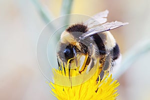 Bumblebee is pollinating a yellow dandelion flower
