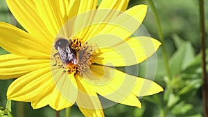 Bumblebee pollinating yellow rudbeckia flower