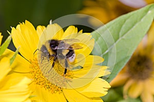 Bumblebee pollination on yellow flower