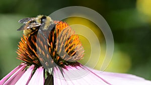 Bumblebee on purple coneflower flower