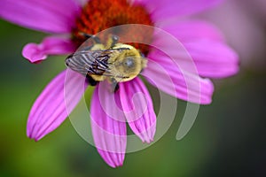 Bumblebee on purple coneflower