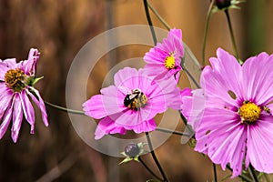 Bumblebee on a Purple Cosmos Flower