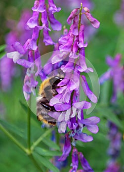 Bumblebee on purple flower