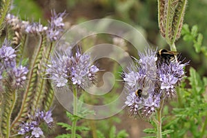 Bumblebee on purple flower