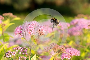 Bumblebee on purple flower. Slovakia