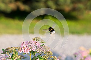 Bumblebee on purple flower. Slovakia