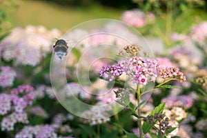 Bumblebee on purple flower. Slovakia