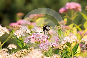 Bumblebee on purple flower. Slovakia