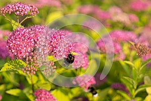 Bumblebee on purple flower. Slovakia