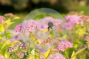 Bumblebee on purple flower. Slovakia