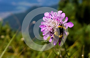 Bumblebee on purple flower. Slovakia