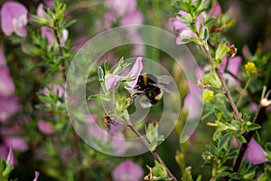 Bumblebee on purple flower. Slovakia