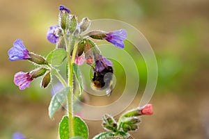 Bumblebee on purple flowers. Slovakia