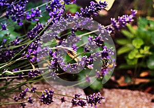 Bumblebee on lavender flower. Slovakia