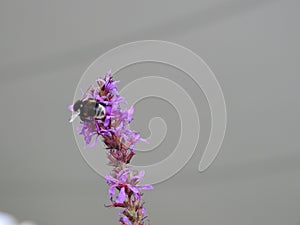 Bumblebee on Purple loosestrife or wild sage