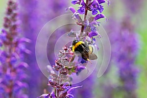 Bumblebee on purple sage flowers