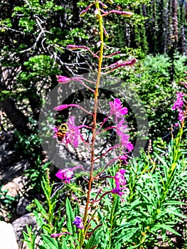 Bumblebee on Purple Stock Slower in Uintah Mountains Utah America USA