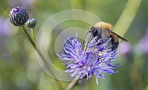 Bumblebee on a purple thistle flower