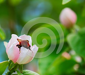 Bumblebee on quince flower