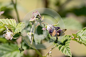 Bumblebee on a raspberry flower gathering nectar in spring