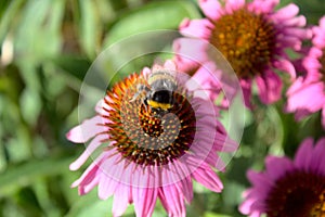 Bumblebee on a red coneflower