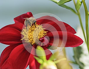 Bumblebee on red dahlia in the garden