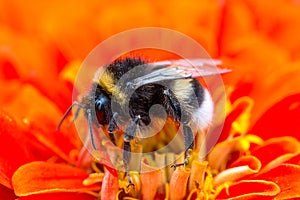 Bumblebee on red flower, macro shot