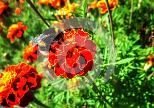 BumbleBee on red tagete photo