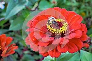 Bumblebee on Red Zinnia