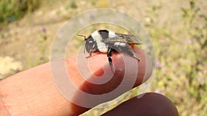 Bumblebee resting on my finger, exotic veterinarian holding an insect,  Bee in the woods, forest. Bees in the wild nature, wildlif