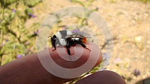 Bumblebee resting on my finger, exotic veterinarian holding an insect,  Bee in the woods, forest. Bees in the wild nature, wildlif