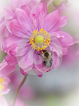 Bumblebee Resting on a Pink Japanese Anemone Flower