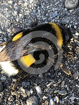 The bumblebee on the road. Macro photo