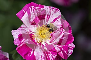 Bumblebee on a Rosa Mundi old English Rose