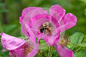Bumblebee On a Rose Flower