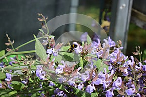 bumblebee in a sage flower on top of the bush