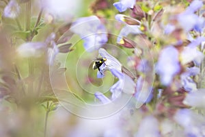 Bumblebee and sage flowers on a sunny day, colorful bright background