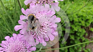 Bumblebee and scabiosa, scabiosa and bumblebee video
