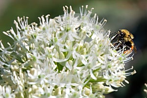 Bumblebee Searching for pollen on White Flower