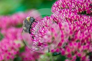 Bumblebee on Sedum