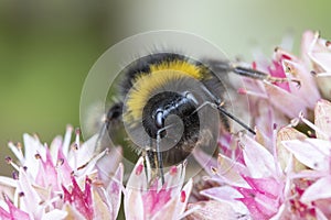 Bumblebee on Sedum telephium `Matrona'