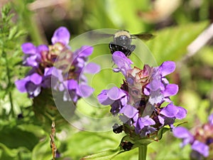 Bumblebee on Self-heal (Prunella vulgaris)