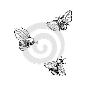 Bumblebee set. Hand drawn vector illustration. Vector drawing of tree honeybee. Hand drawn insect sketch isolated on