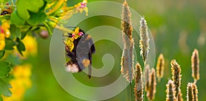 bumblebee sit on wild prairie flowers