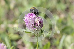 A bumblebee sits on a clover flower