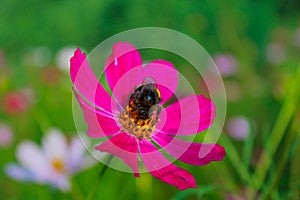 Bumblebee sits on a flower Zinnia