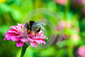 A bumblebee sits on a pink zinnia flower.